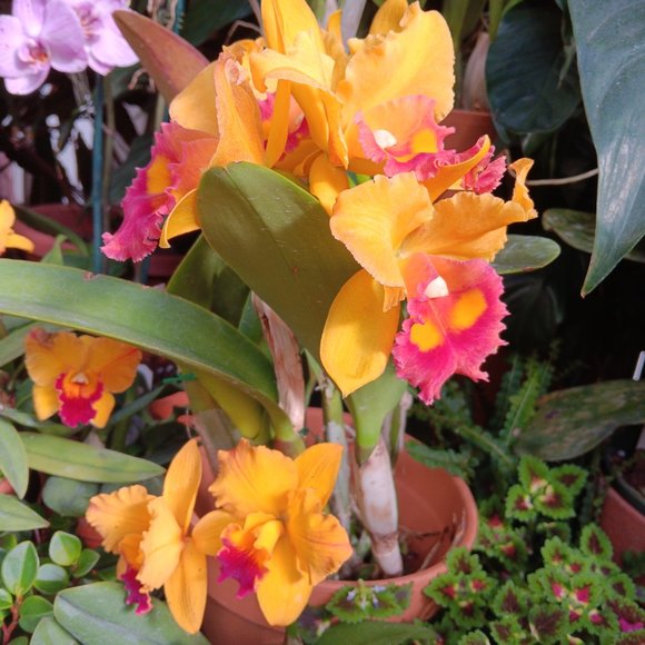 Snatch-able- Every Woman - Picture 4 of 6